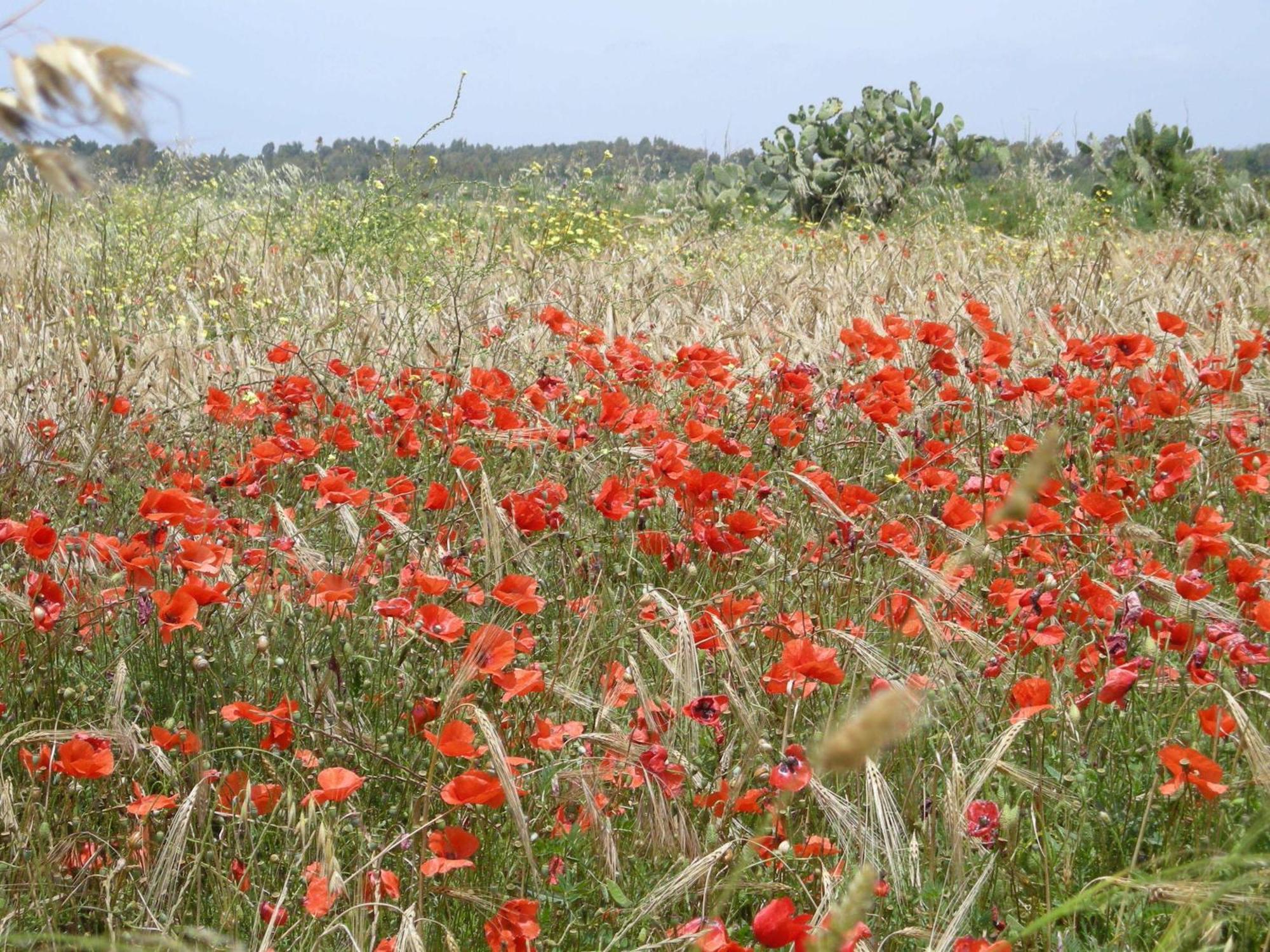 Agriturismo Il Melograno Riola Sardo Exterior foto